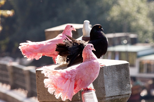 以大巴黎与 以大巴黎与